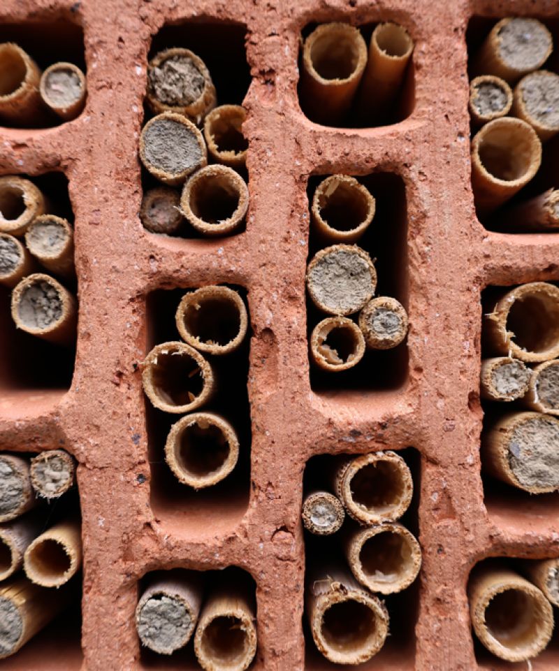 Verschiedene Wildbienenarten bewohnen die Röhrchen im Hohlziegel