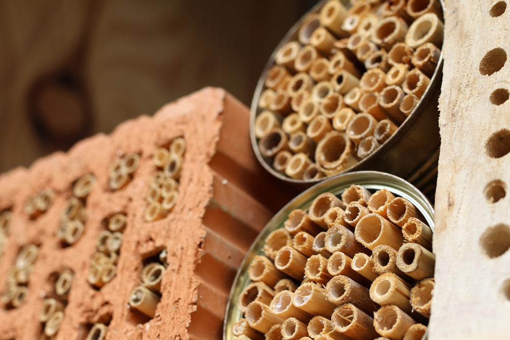 Nisthilfe für Wildbienen und weitere Insekten: eine Metalldose mit Schilfröhrchen